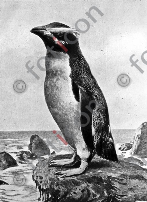 Pinguin | Penguin (simon-meer-363-030.jpg)